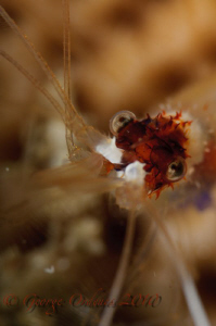 Cleaner shrimp in Little Cayman  D300 105mm with subsea +... by George Ordenes 